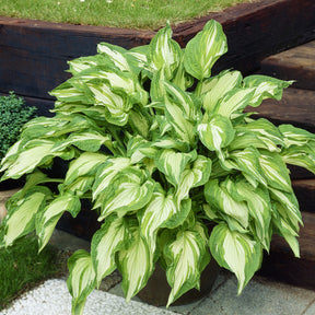 Hosta fortunei albopicta - Grünrand-Funkie Albopicta - Stauden