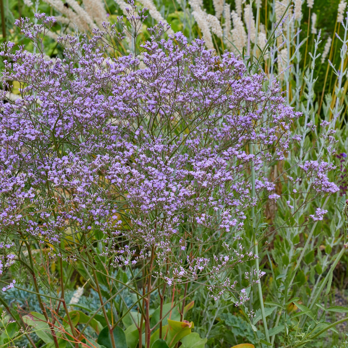 Strandflieder (Staude) - Limonium gerberi - Willemse