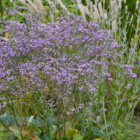 Strandflieder (Staude) - Limonium gerberi - Willemse