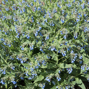 Blauer Beinwell - Symphytum azureum - Willemse