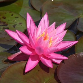 Seerose Rose Arey - Willemse