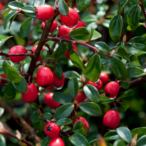 Zwergmispel 'Coral Beauty' - Blühende Sträucher - Willemse