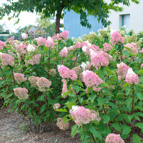 Rispenhortensie Sundae Fraise® Rensun - Willemse