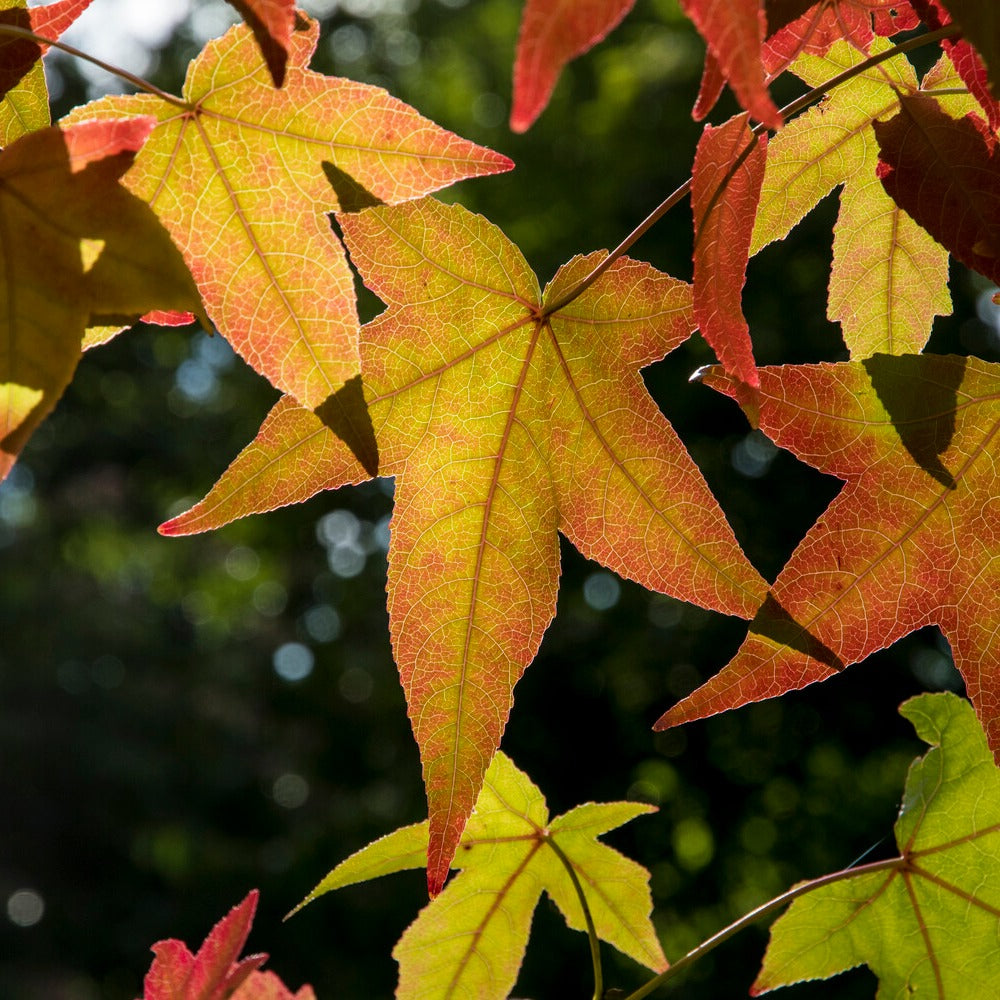 Amberbaum - Liquidambar styraciflua - Willemse