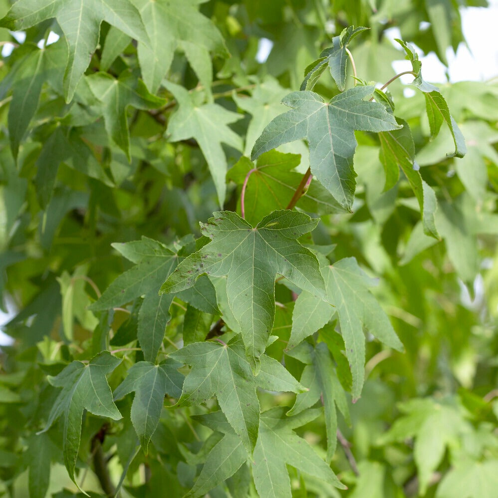 Amberbaum - Liquidambar - Amberbaum - Willemse