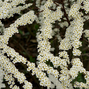 Spierstrauch arguta - Spiraea arguta - Willemse