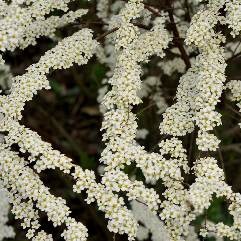 Spierstrauch arguta - Spiraea arguta - Willemse