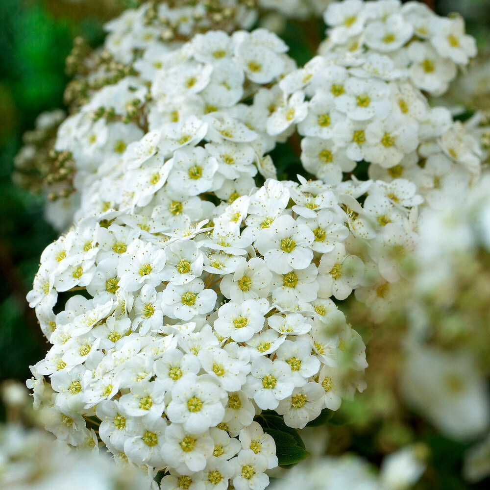 Vanhouttes Spiere - Spiraea vanhouttei - Willemse
