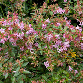 Abelia Edouard Goucher - Willemse