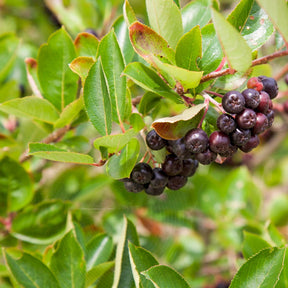 Schwarze Apfelbeere - Willemse