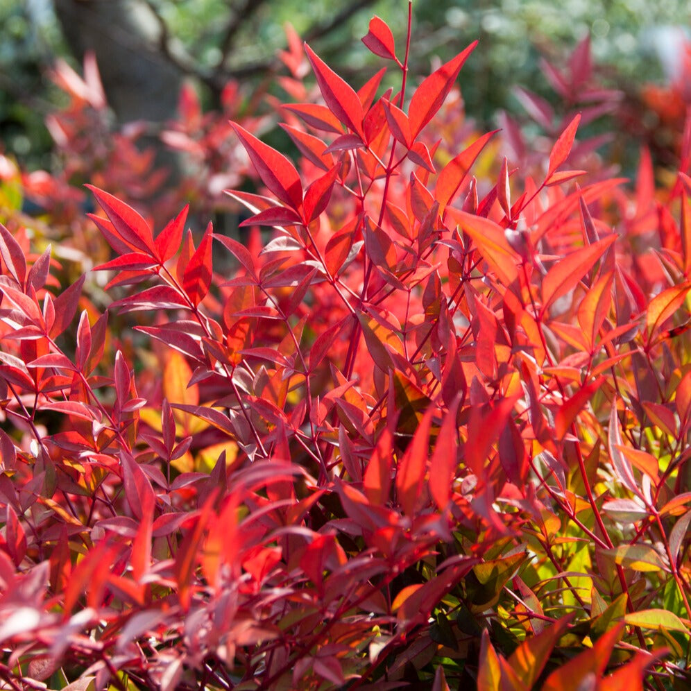 Himmelsbambus ‘Gulf Stream’ - Nandina domestica Gulf Stream - Willemse