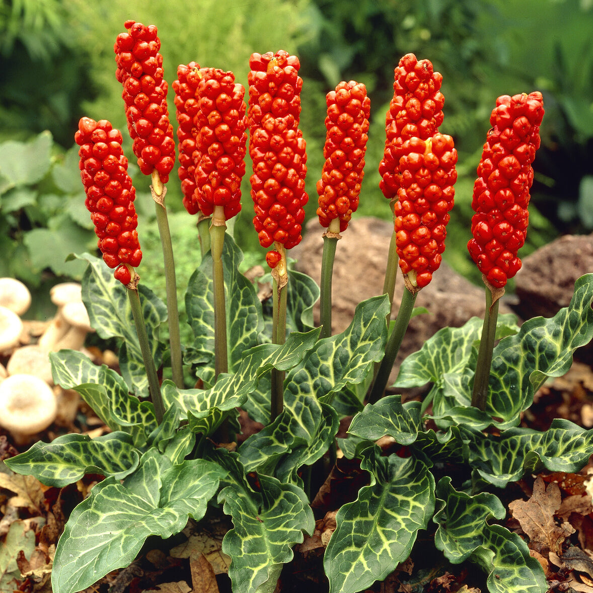Verkauf Italienischer Aronstab (x3) - Arum italicum