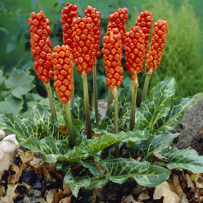 Aronstab-Zwiebeln - Italienischer Aronstab (x3) - Arum italicum