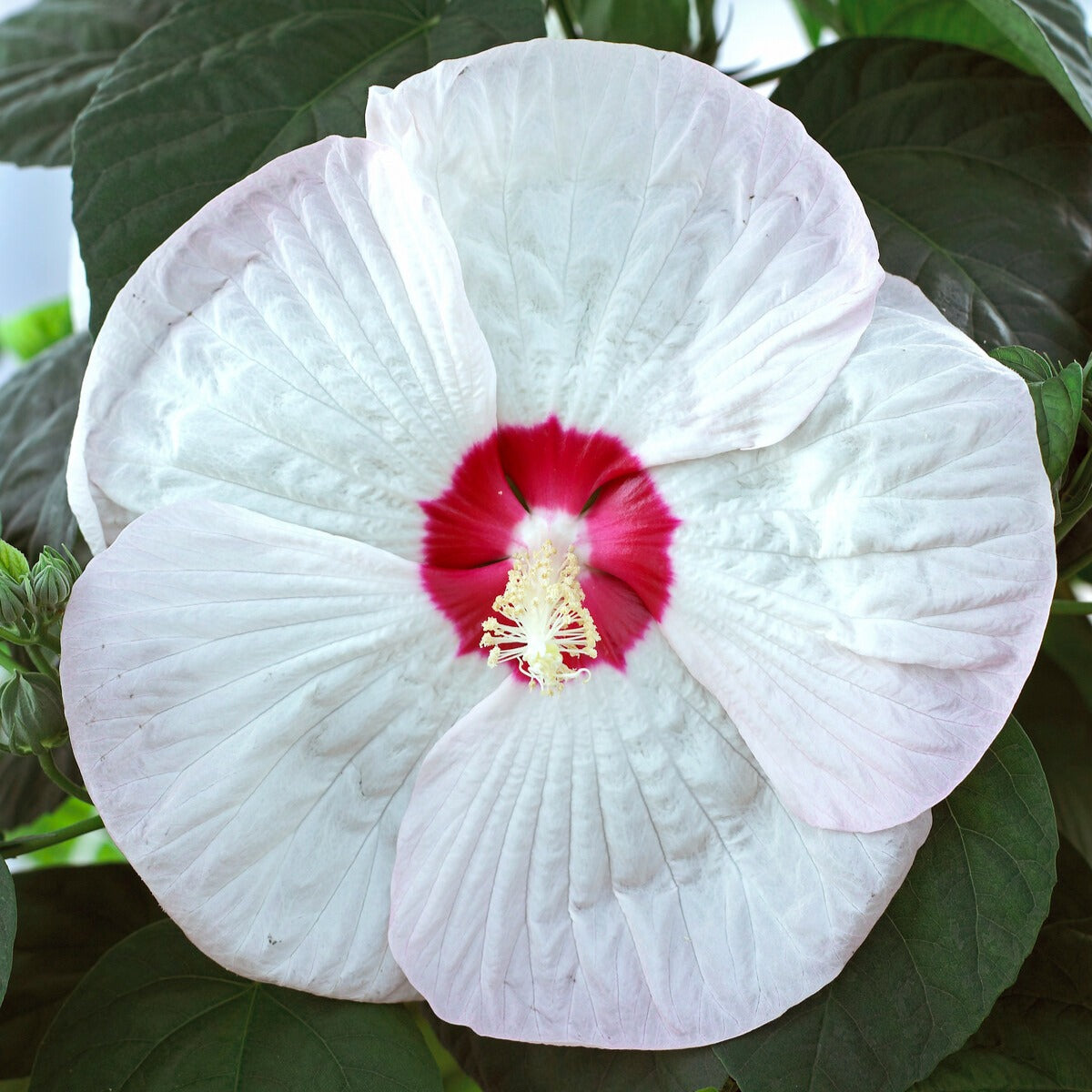 Sumpf-Roseneibisch Luna White - Hibiscus moscheutos luna white - Willemse