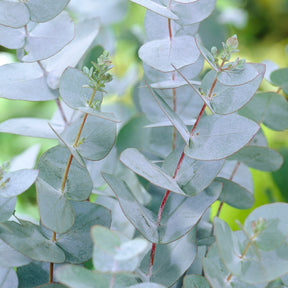 Eucalyptus pulverulenta Baby Blue - Eukalyptus Baby Blue - Eucalyptus - Eukalyptus