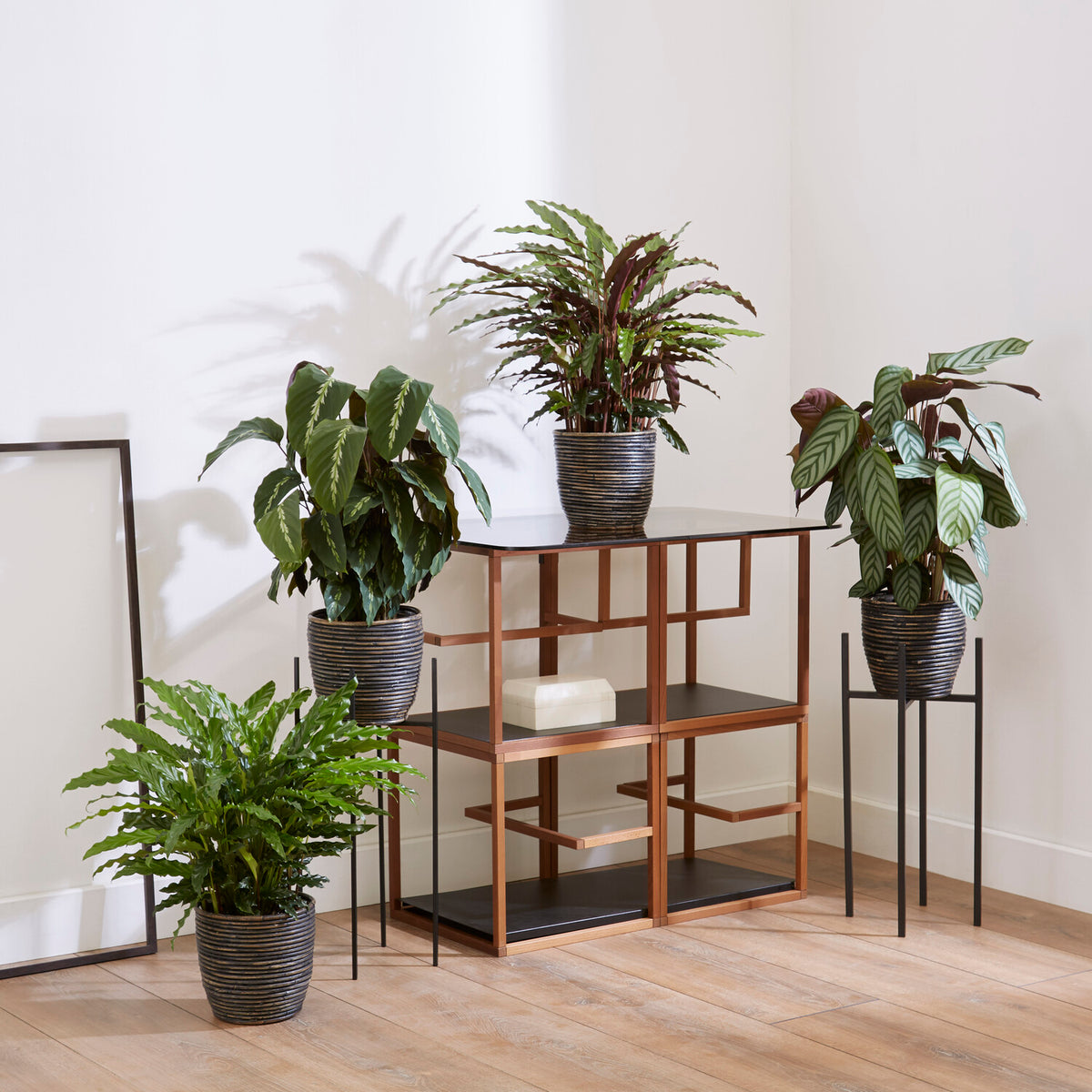 Calathea Mischung (x4) - Calathea 'eldergrass', 'blue grass', 'leopardina', 'mauiqueen' - Zimmerpflanzen