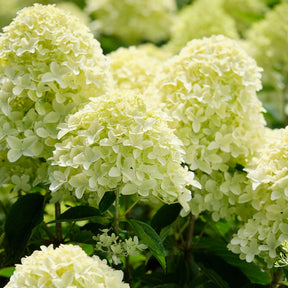 Rispenhortensie 'Whitelight'