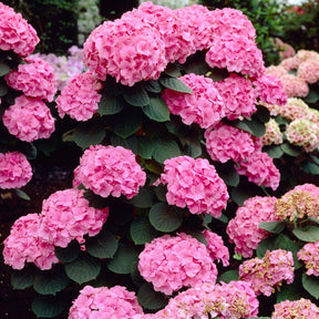 Bauernhortensie 'Rosita' - Willemse