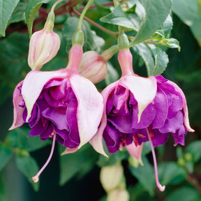 Fuchsia 'Royal Mosaic' (x3) - Fuchsia Royal Mosaic - Willemse