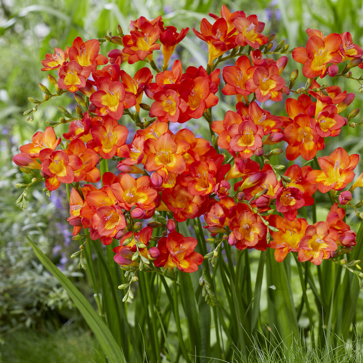 Freesien rot (x15) - Freesia 'red' - Willemse