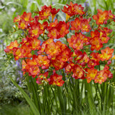 Freesien rot (x15) - Freesia 'red' - Willemse