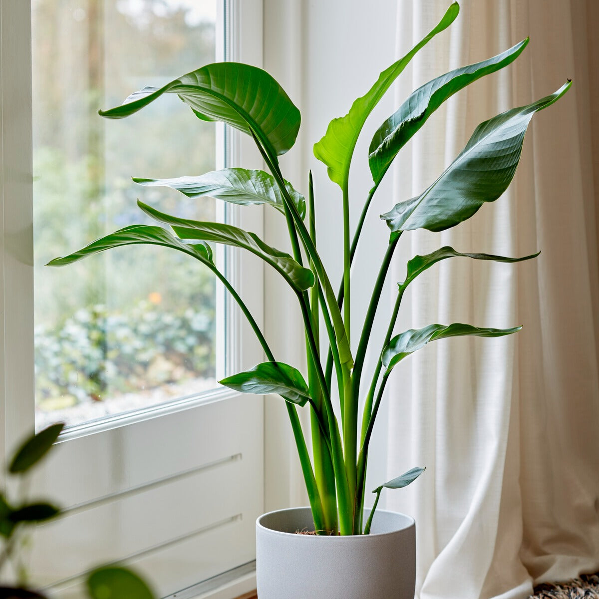 Paradiesvogelblume Strelitzia nicolai - Willemse