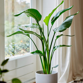 Paradiesvogelblume Strelitzia nicolai - Willemse