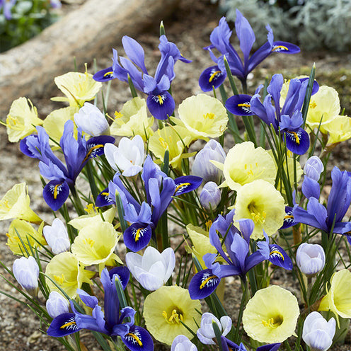 Frühblühende Blumenzwiebeln-Mischung (x35) - Willemse