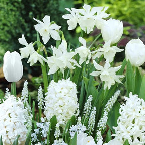 Blumenzwiebeln Weiße Rand-Mischung (x35) - Willemse