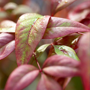 Blühende Sträucher - Himmelsbambus 'Firepower' - Nandina domestica Fire Power