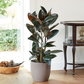 Gummibaum Robusta - Willemse