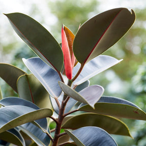 Gummibaum Robusta - Ficus elastica Robusta - Willemse