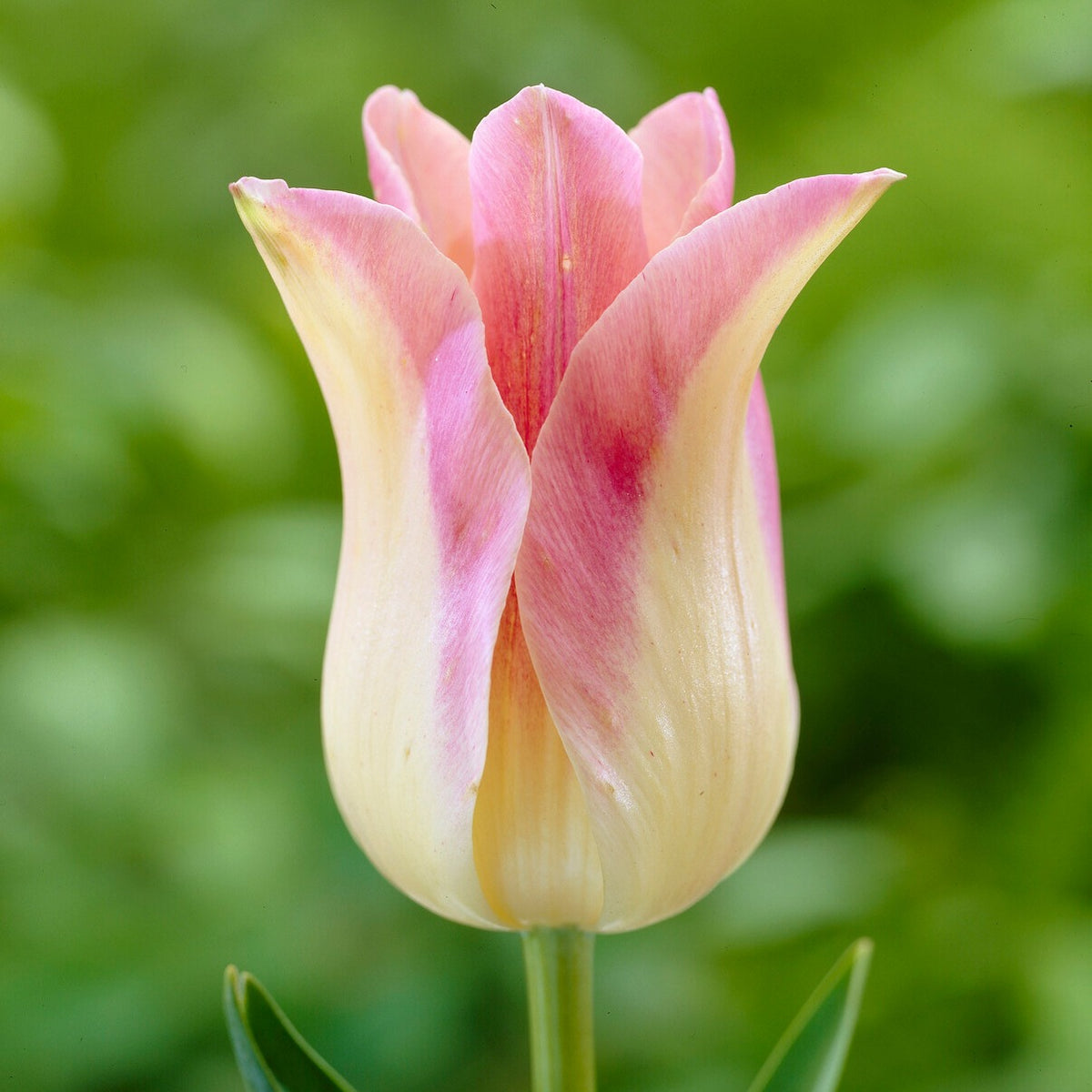 Lilienblütige Tulpen ‘Elegant Lady’ (x5) - Tulipa Lilyflowering Elegant Lady - Willemse