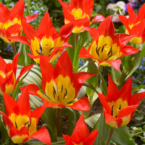 Tulpen ‘Flames Mystery’ (x5)