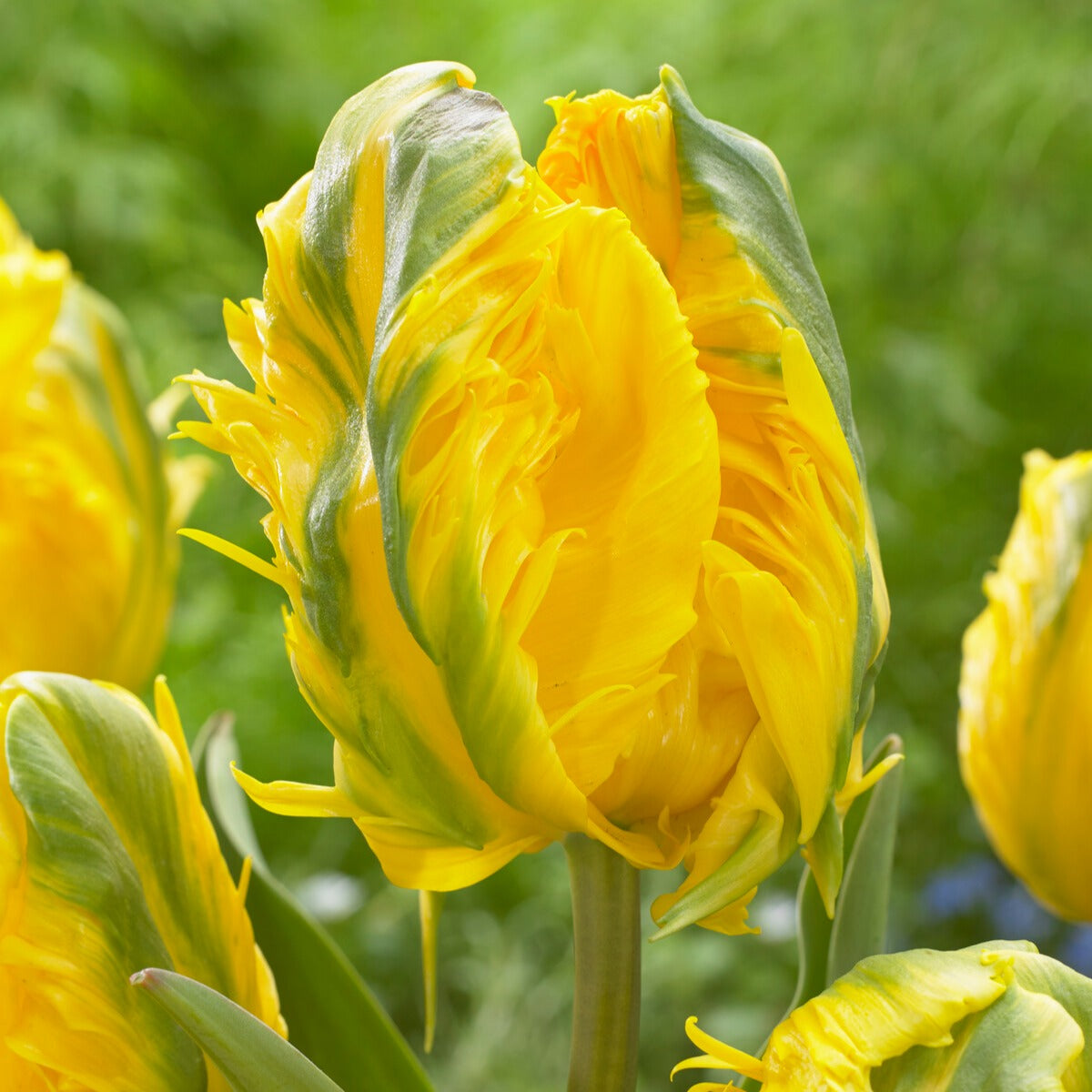 Papagei-Tulpe 'Jan van Nes' (x5) - Tulipa Parrot Jan van Nes - Willemse