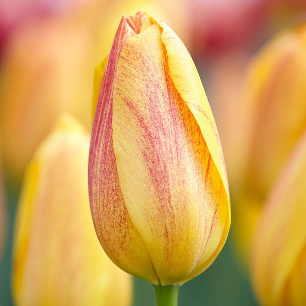 Tulpen ‘Rhapsody of Smiles’ (x5)