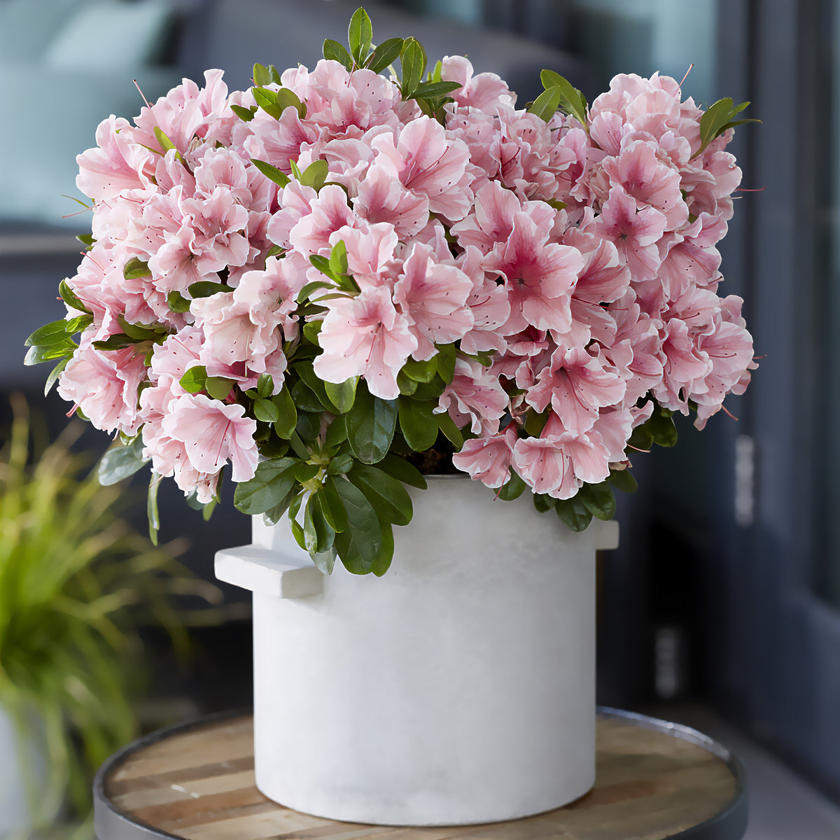 Japanische Azalee ‘Encore Sunburst’® - Rhododendron Encore® Sunburst - Willemse