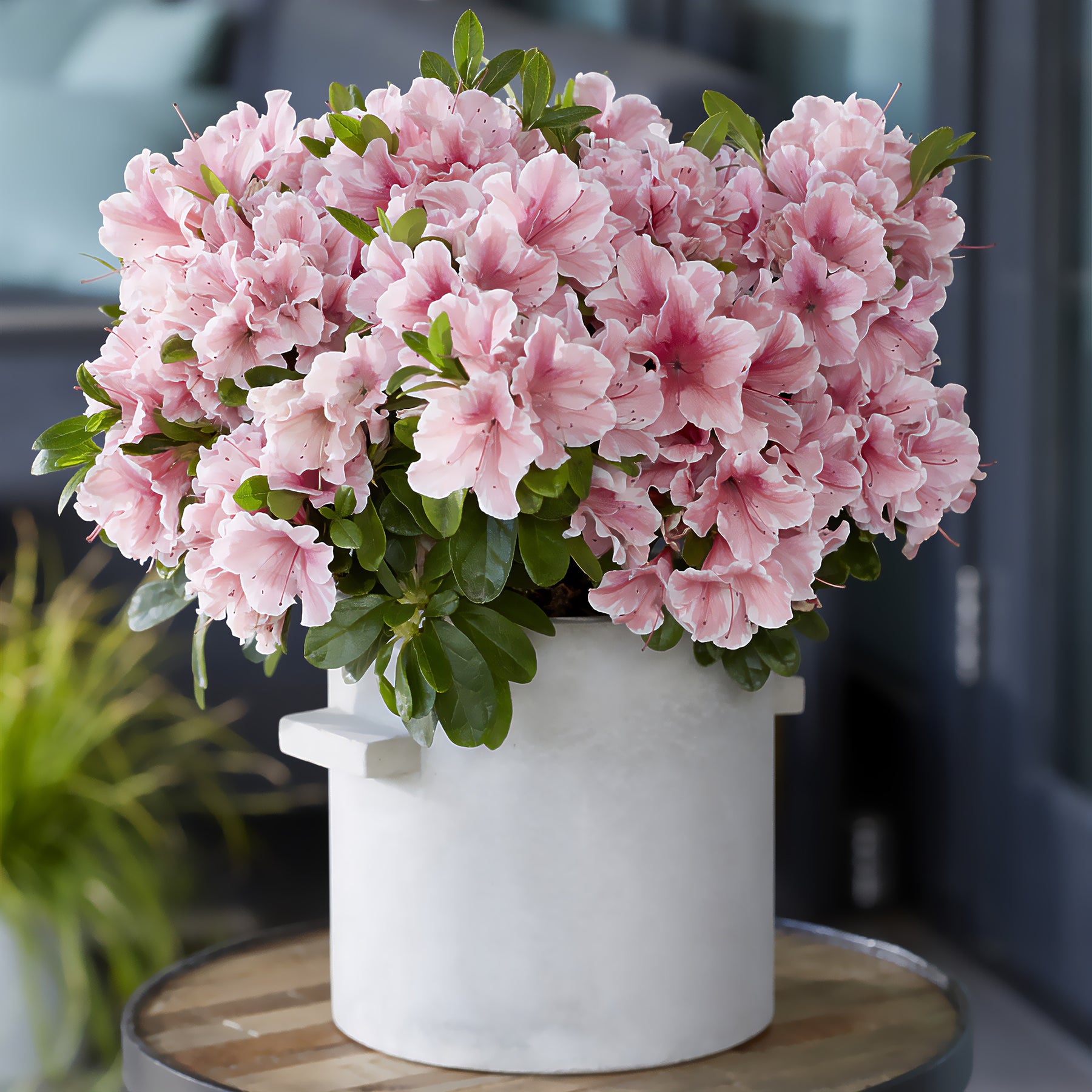 Japanische Azalee ‘Encore Sunburst’® - Rhododendron Encore® Sunburst - Willemse