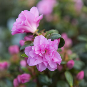 Japanische Azalee  Lilac Surprise - Azalea japonica Lilac Surprise - Willemse