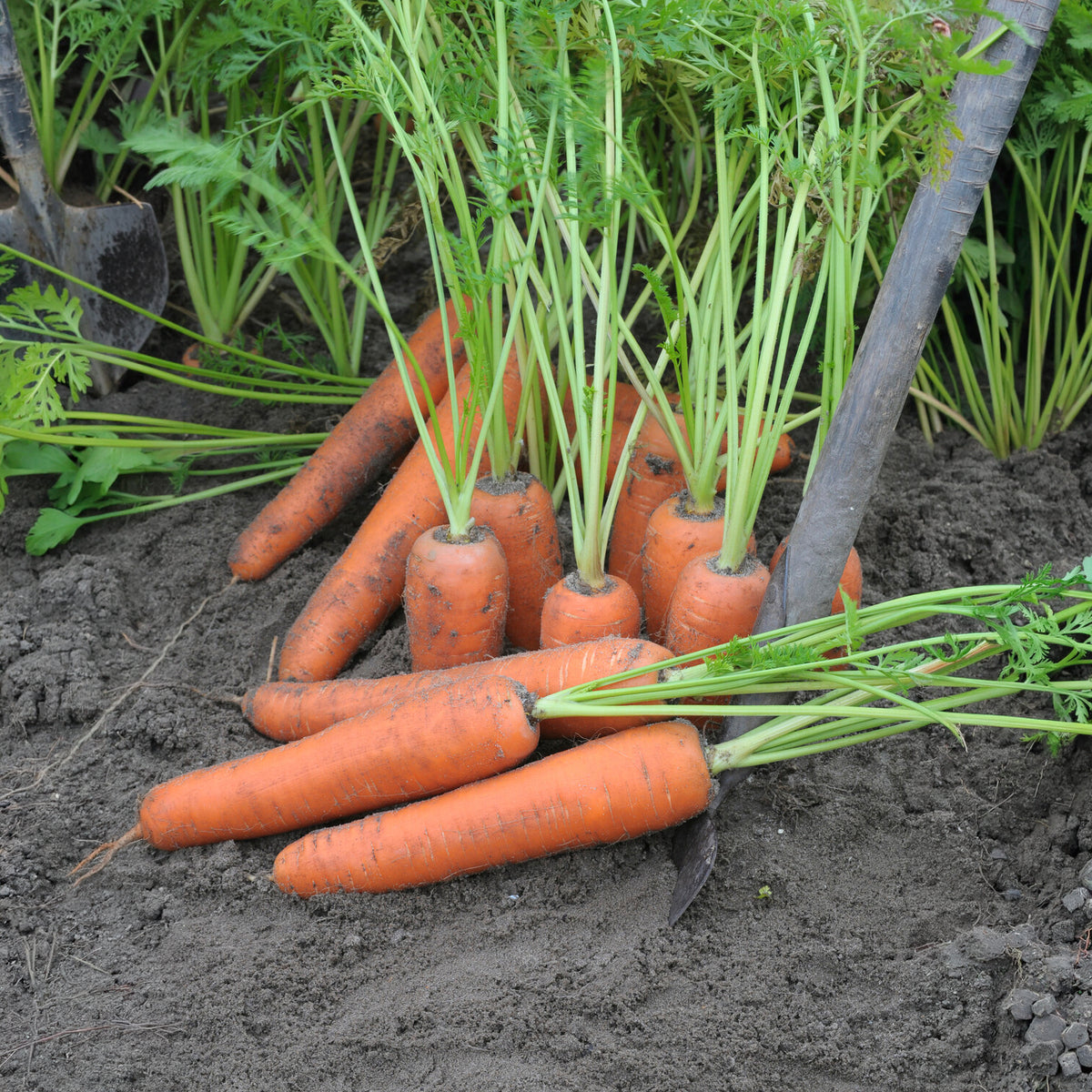 Möhre ‘Flyaway’ F1 - Daucus carota flyaway f1 - Willemse