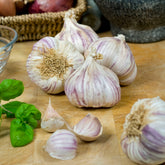 Knoblauch ‘Germidour’