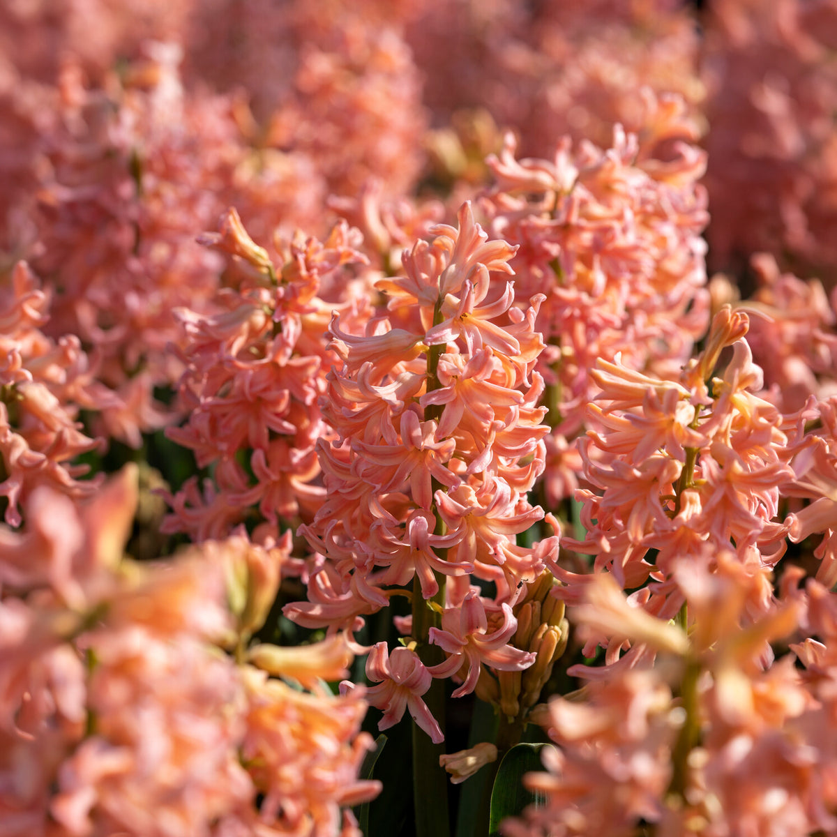 Hyazinthe 'Gipsy Queen' (x6) - Hyazinthen-Zwiebeln - Willemse