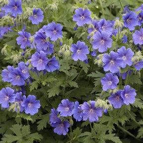 Geranium himalayense - Himalaya-Storchschnabel - Geranien