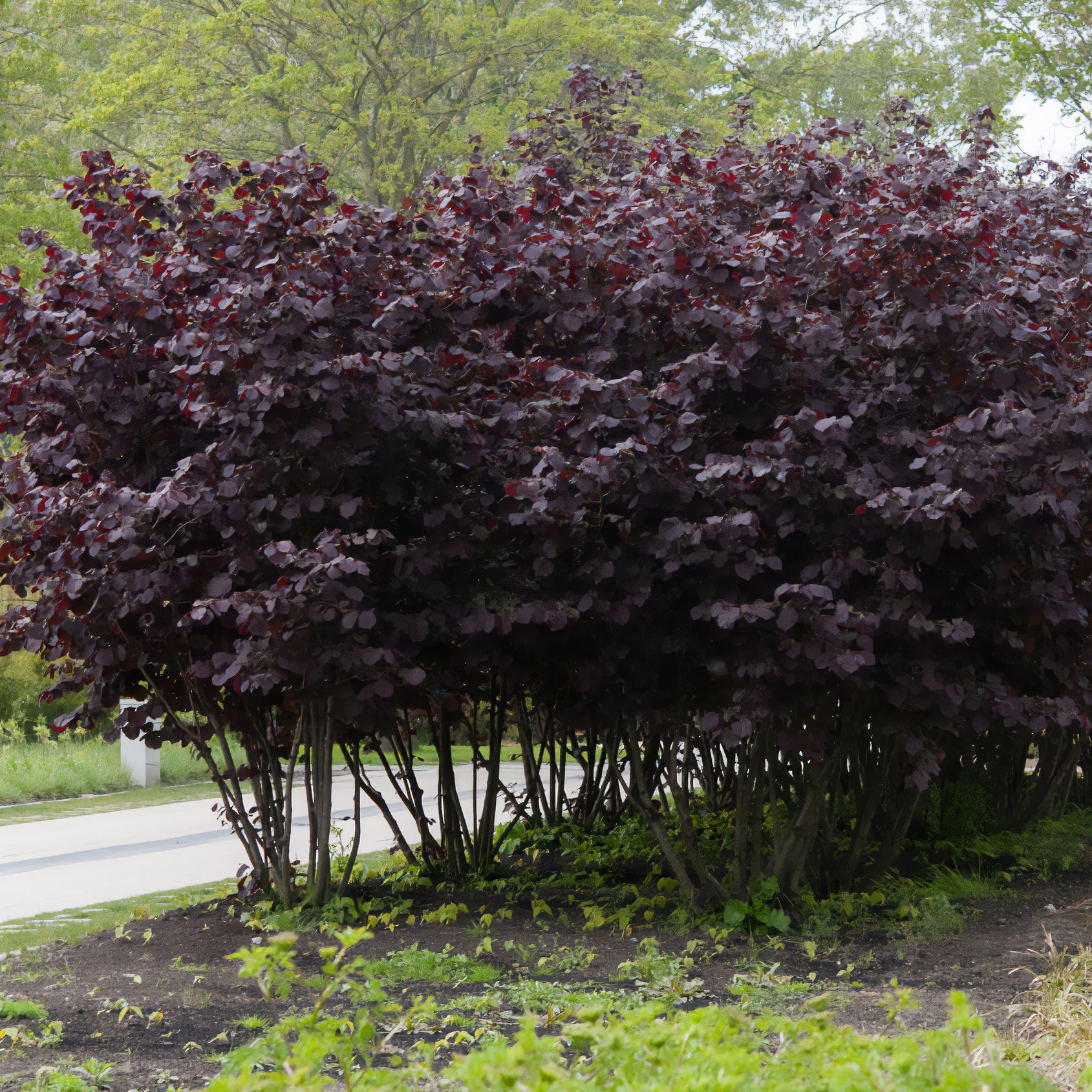 Bluthasel 'Purpurea' - Willemse
