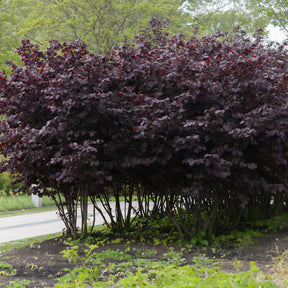 Bluthasel 'Purpurea' - Willemse