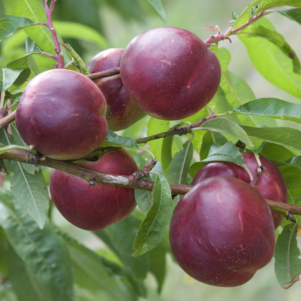 Nektarinenbaum Nectared - Willemse