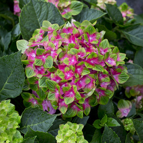 Hydrangea macrophylla Saxon ® - Bauernhortensie Saxon ® - Großblättrige Hortensie
