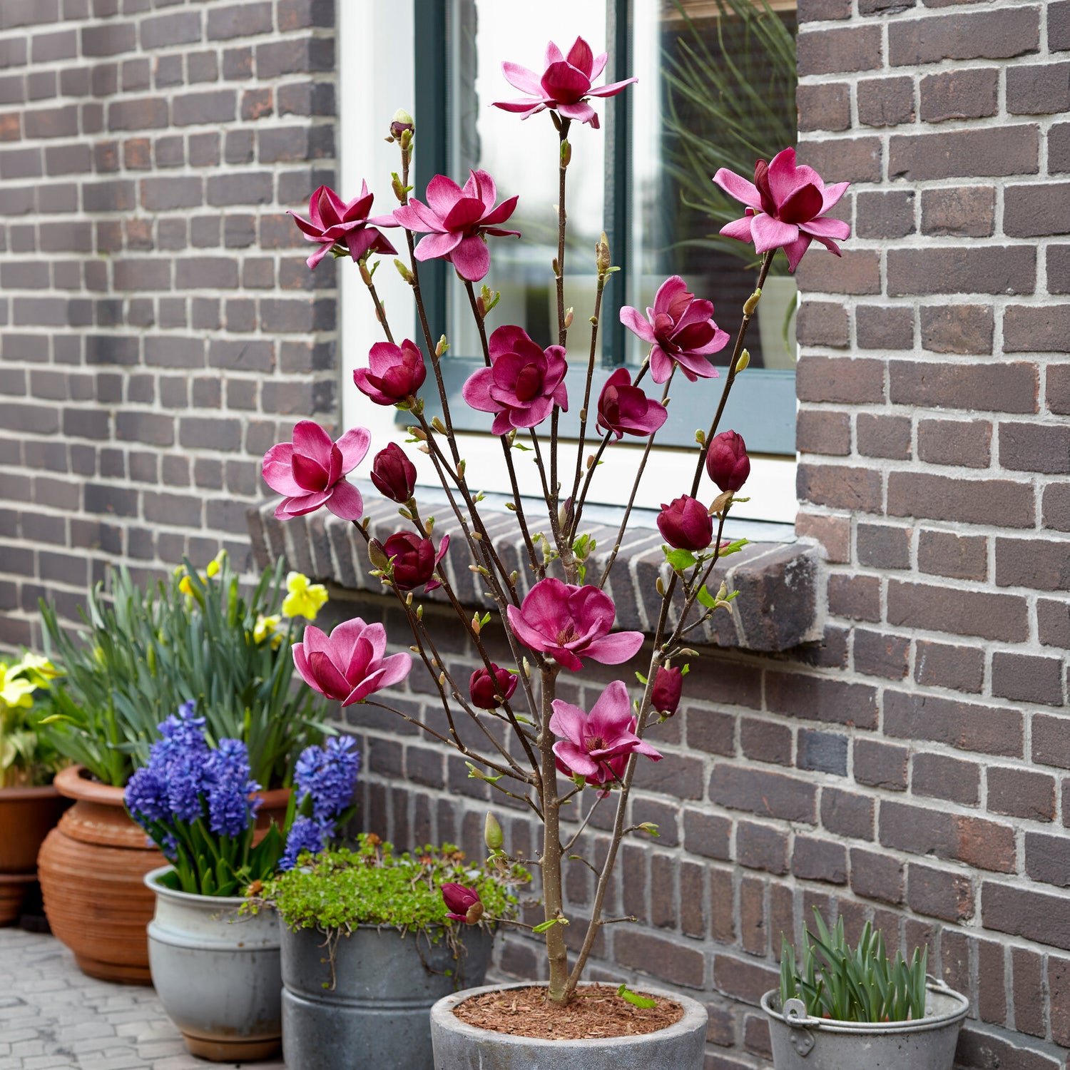 Magnolie Genie - Magnolia Genie - Willemse