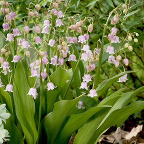 Maiglöckchen ‘Rosea’