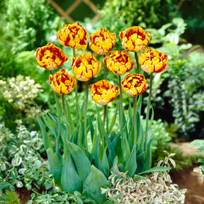Pfingstrose Tulpe 'Golden Nizza' (x10)